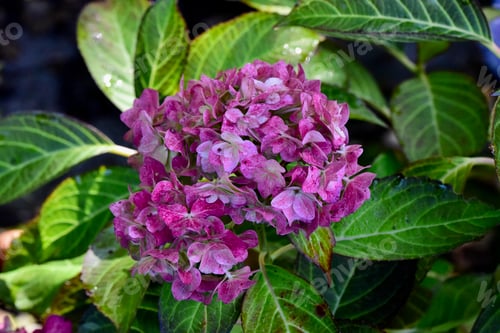 Preview: Closeup of Hydrangea 'Miss Saori' flowers in a garden