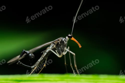 Preview: scorpion fly