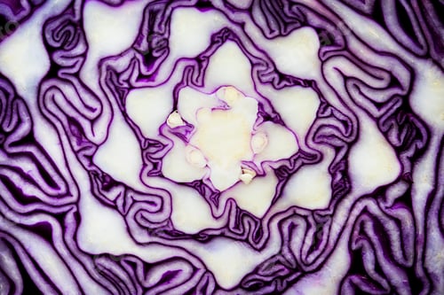 Preview: Macro shot of cut red cabbage