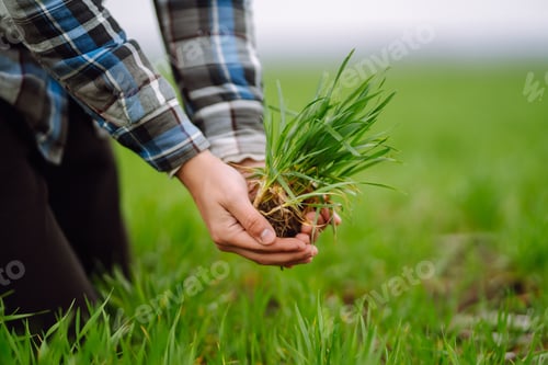 Preview: Young wheat sprout in the hands of a farmer. Checking wheat field progress. Organic gardening.