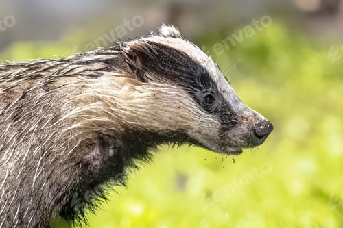 Preview: European badger foraging at night
