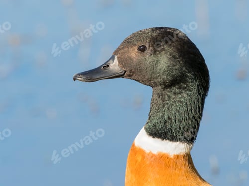 Preview: Australian Shelduck