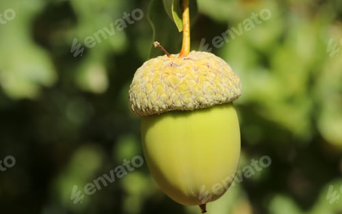 Preview: Fresh and young acorn on the tree