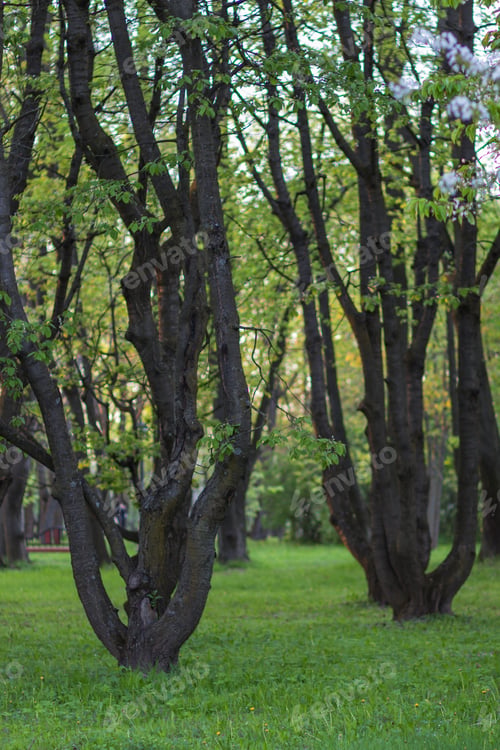 Preview: trees in the evening