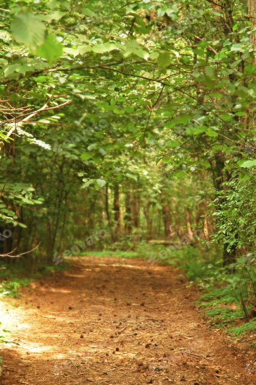 Preview: Forest road