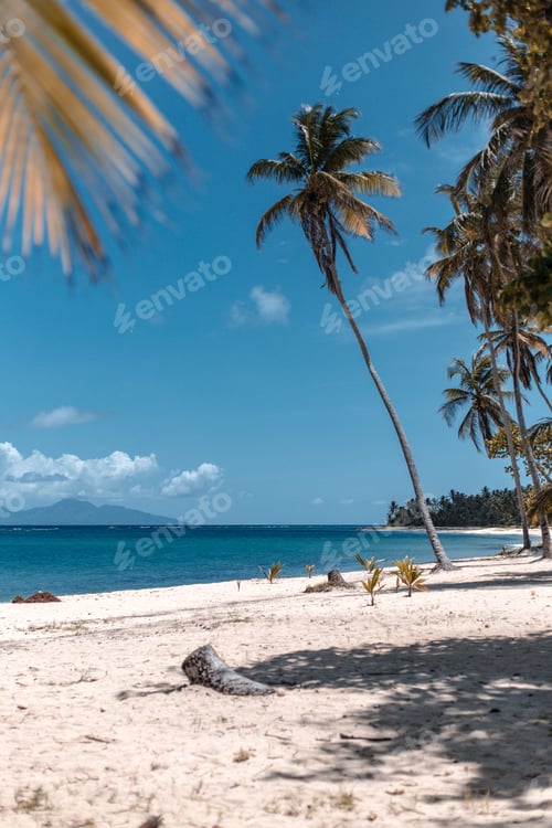 Preview: An empty heavenly beach in the Caribbeans with palm trees, white sand and turquoise blue water