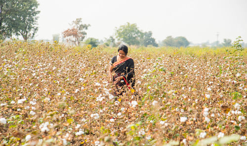 Preview: Indian woman in a cotton field.