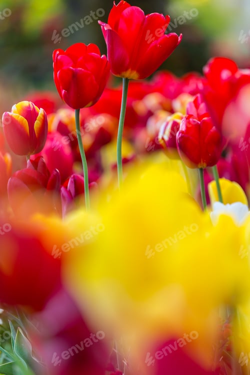 Preview: Tulips