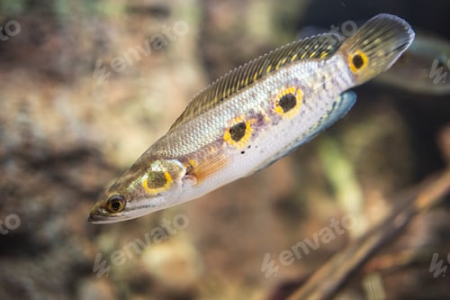 Preview: Closeup shot of Channa pleurophthalma in the water