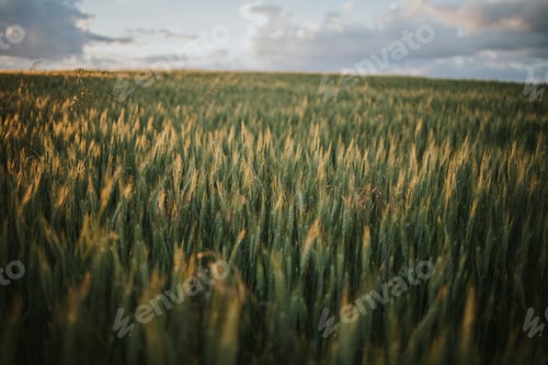 Preview: Wheat field on a cloudy day