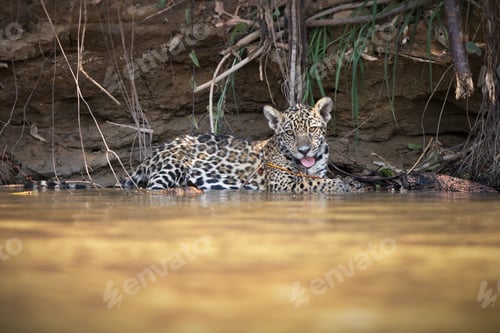 Preview: Leopard relaxing in water in Pantanal, Brasil