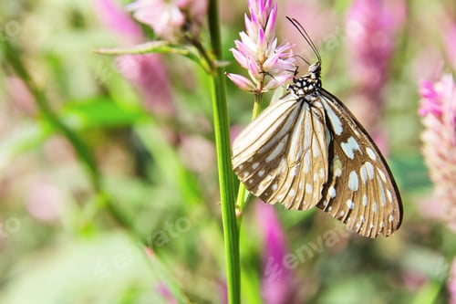 Preview: Butterfly on Flowers