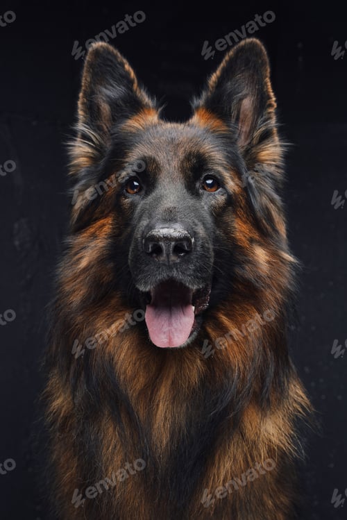 Preview: Portrait of panting belgian shepherd against dark background