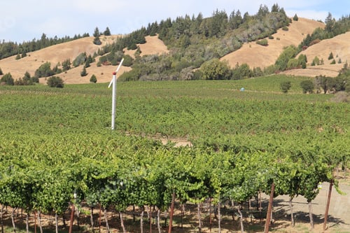 Preview: Scenic view of vineyards in Mendocino County, California, USA