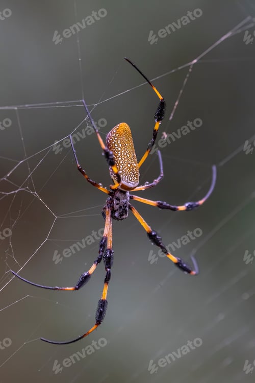 Preview: Selective focus shot of a golden silk orb-weaver spider on a cobweb