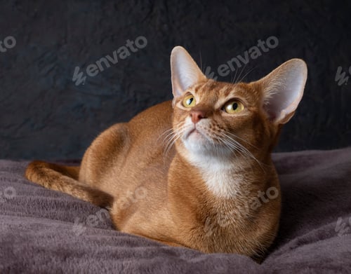 Preview: The Abyssinian purebred cat of red color meets all standards has high breed ratings lies on a dark