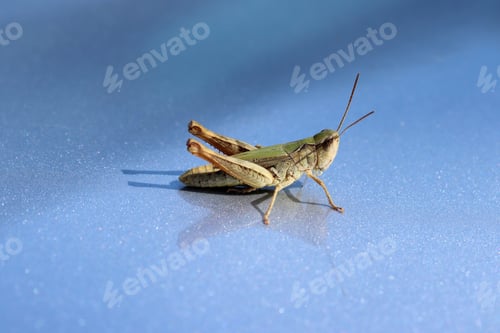 Preview: grasshopper standing on blue background