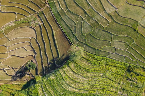 Preview: Green Rice field with evening light