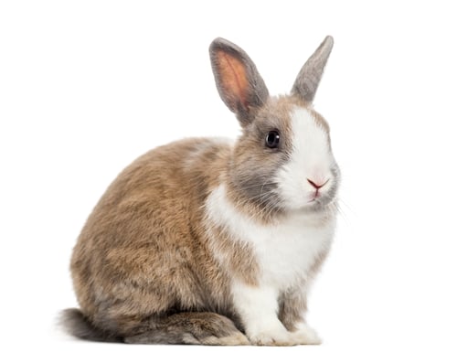 Preview: Rabbit , 4 months old, sitting against white background