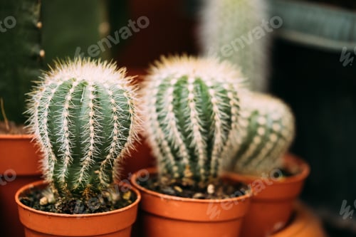 Preview: Little Small Cacti Cactus Plants In Pots In Store Market