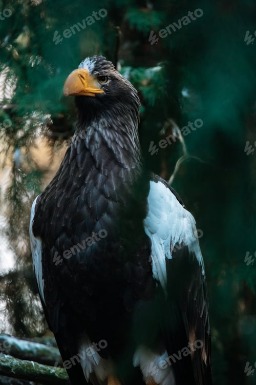 Preview: Bird perched on wooden branch in forest