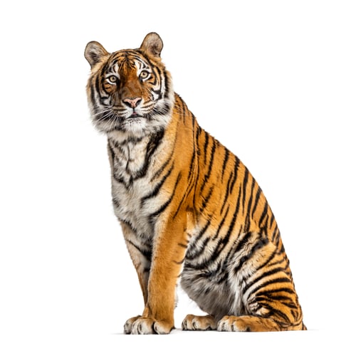 Preview: Tiger