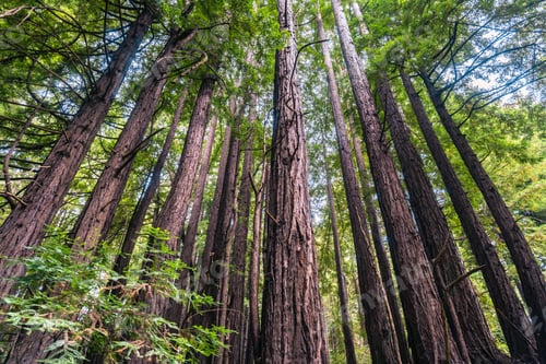 Preview: Redwood trees (Sequoia sempervirens) forest, California
