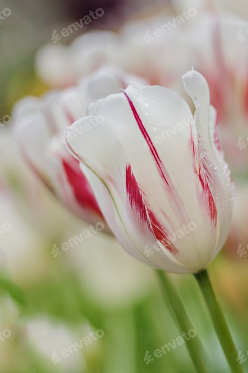 Preview: Beautiful white-red tulips on a blurred background of greenery. Spring.
