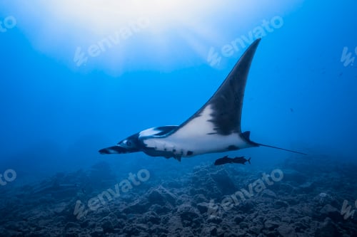 Preview: Giant Oceanic manta ray, Revillagigedo Islands, Socorro, Baja California, Mexico