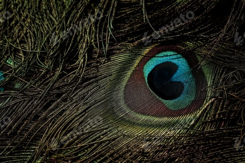 Preview: Peacock feather