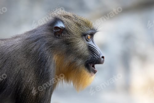 Preview: Close up view of a mandrill (Mandrillus sphinx)