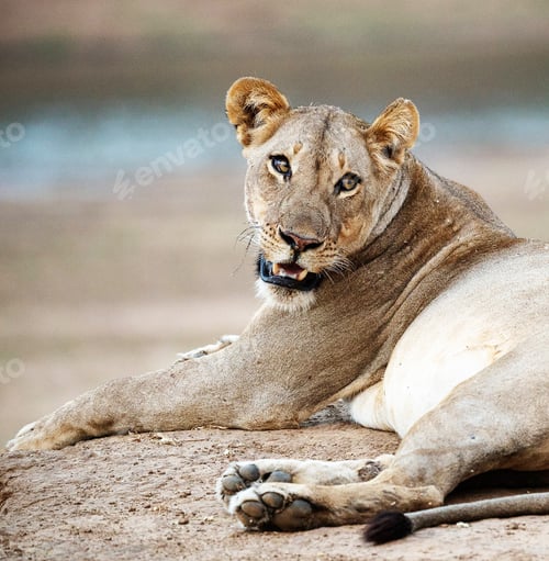 Preview: A Beautiful Zambia Wildlife Place in the World in Picture