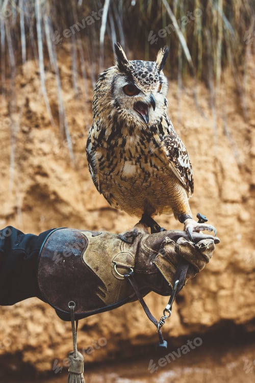 Preview: Owl on orange glove in nature