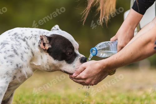 Preview: Woman giving water with the hands to an American bully dog in a park