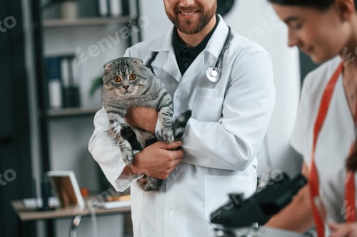 Preview: Male and female doctors is taking care of scottish fold gray tabby cat in the clinic