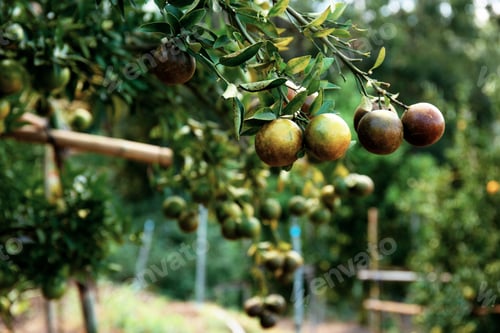 Preview: Orange on tree in summer