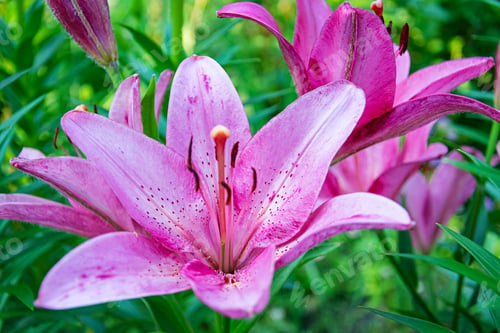 Preview: Summer flower background. Beautiful Lilium flower photos outdoors.