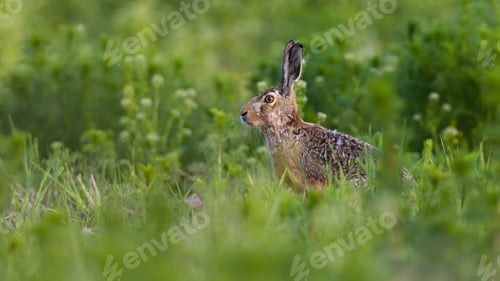 Preview: Brown hare looking on growing meadow in summer from side