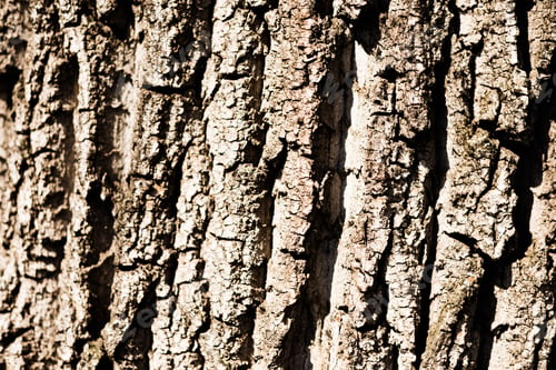 Preview: Rough brown tree bark texture