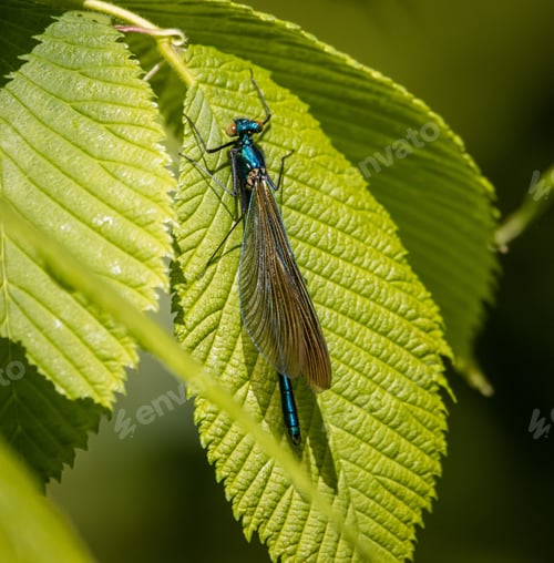 Preview: Close-up shot of a small demoiselle insect perched atop a glossy green leaf in natural daylight