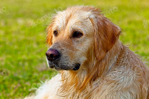 Preview: Golden Retriever