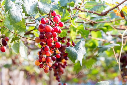 Preview: vine grapes at harvest