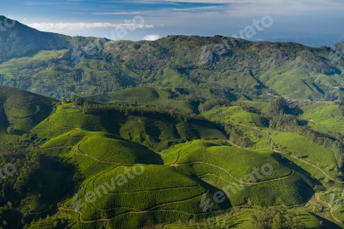 Preview: Beautiful tea plantation landscape in the morning.