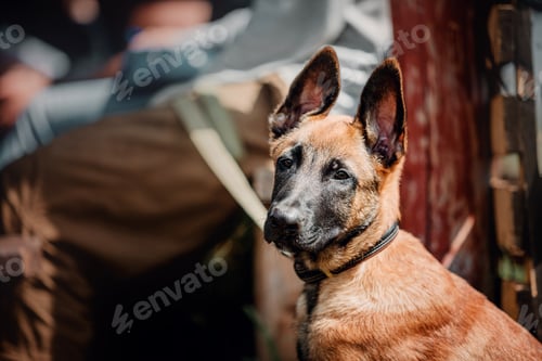 Preview: Working malinois dog. Belgian shepherd dog. Police, guard dog