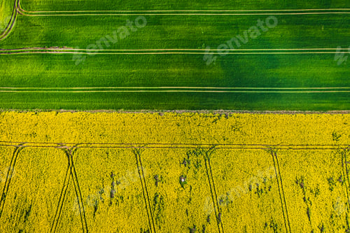 Preview: Flying above yellow and green rape fields, Poland