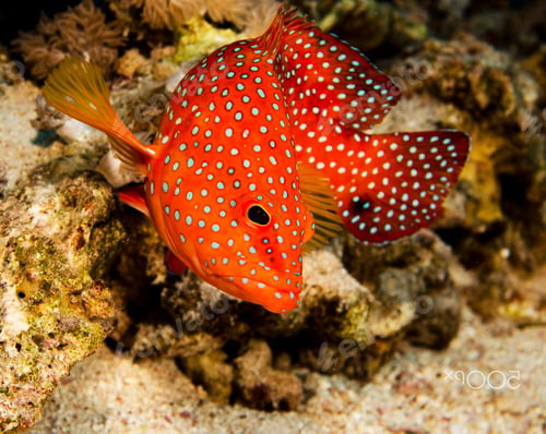 Preview: Shallow underwater seascape, fish underwater photo