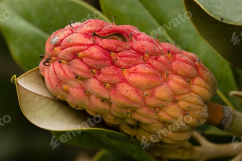 Preview: Magnolia red seeds.
