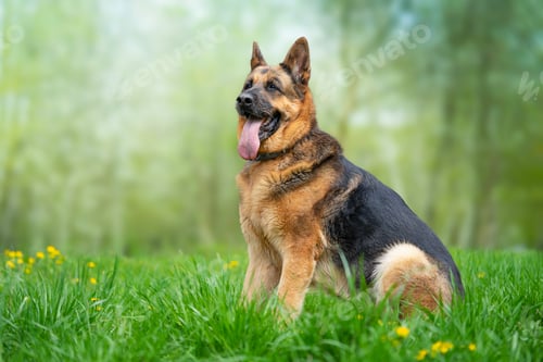 Preview: German Shepherd dog sitting on the grass in the park. Copy space