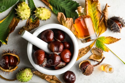 Preview: Flat lay composition with fresh horse chestnuts and tincture on grey table