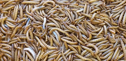 Preview: Mealworms as fish food